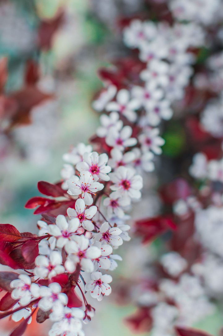 blossom
