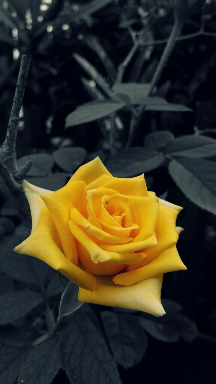 beautiful flower