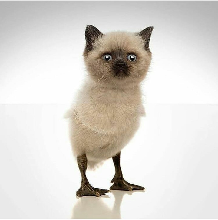 Pintogato