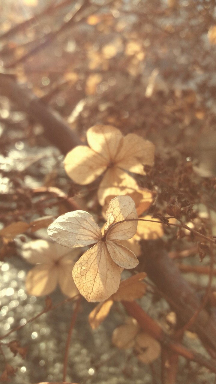 Winter killed the flowers, summer brings them back.