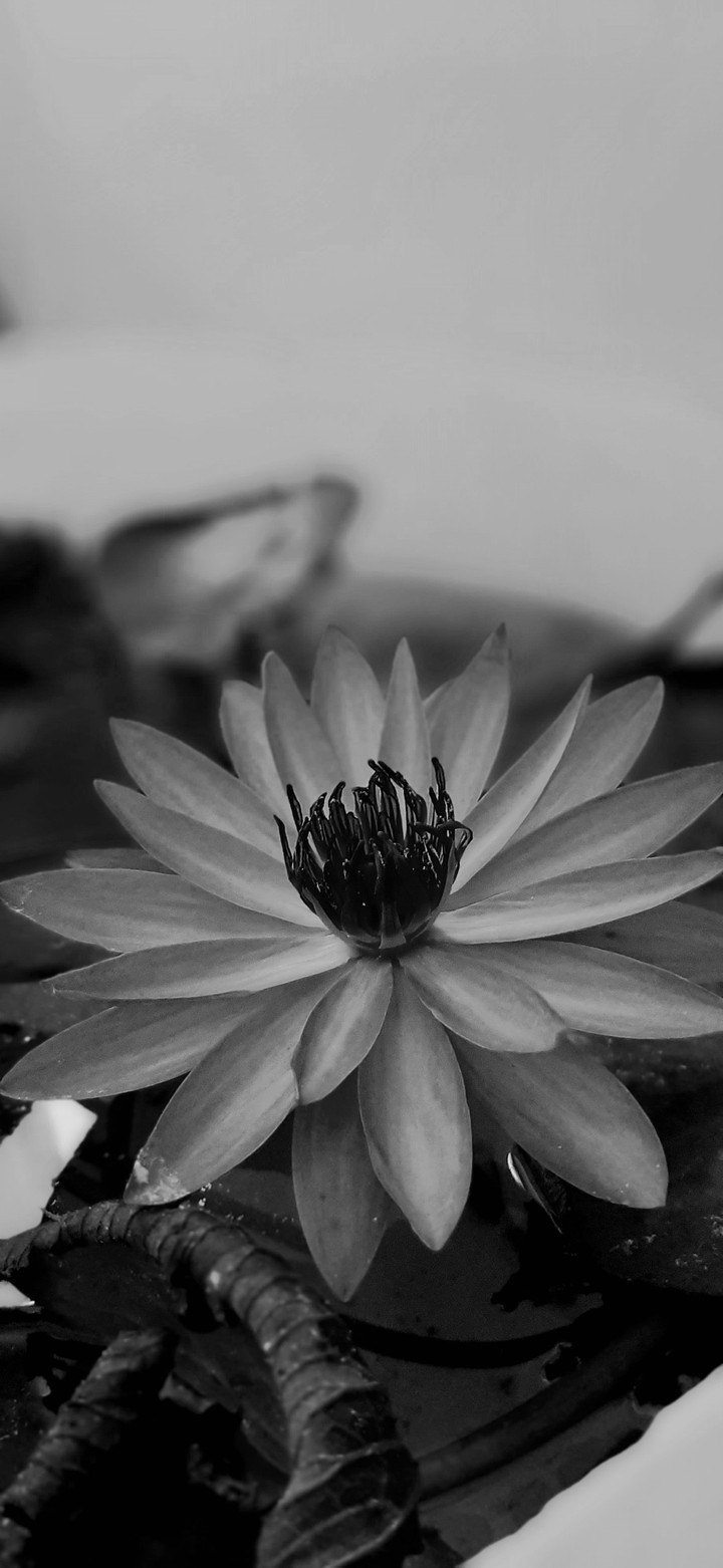 lotus