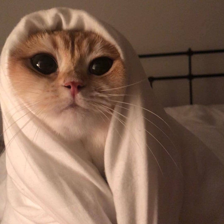 котик