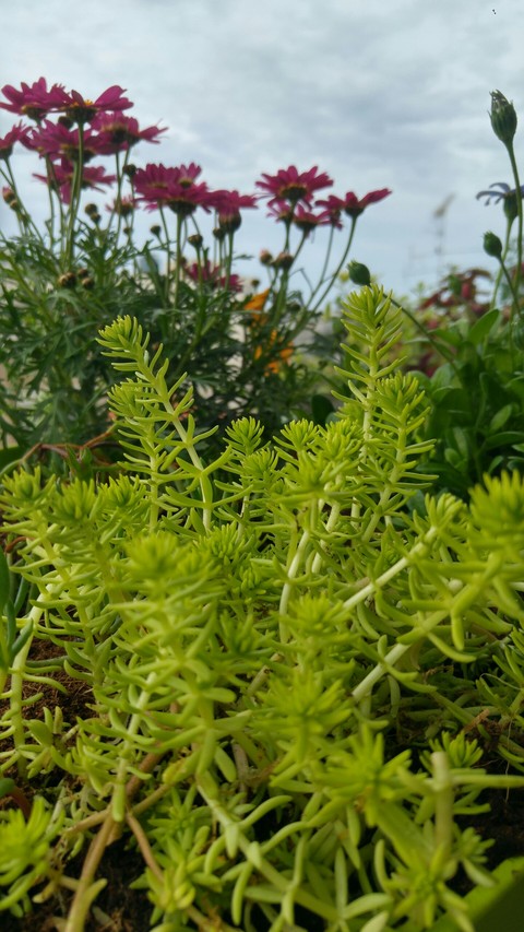 my garden