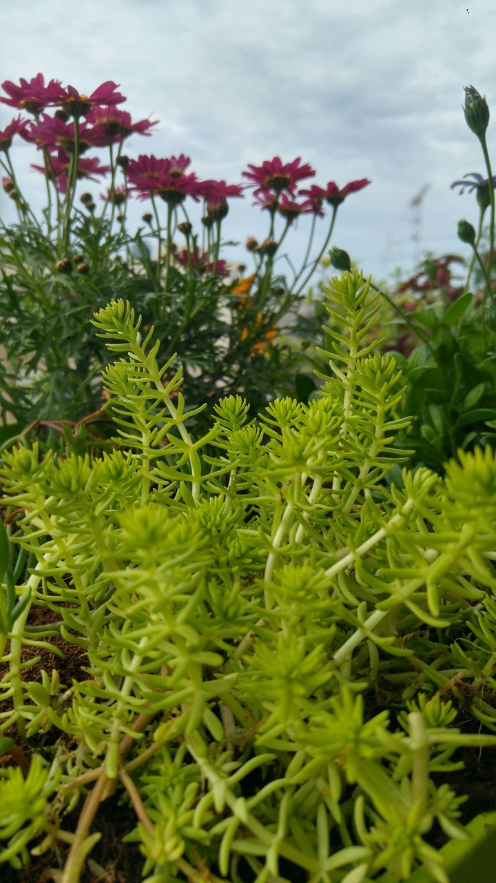 my garden