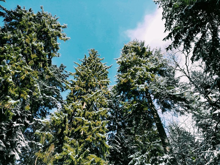 Last spring in mountains
