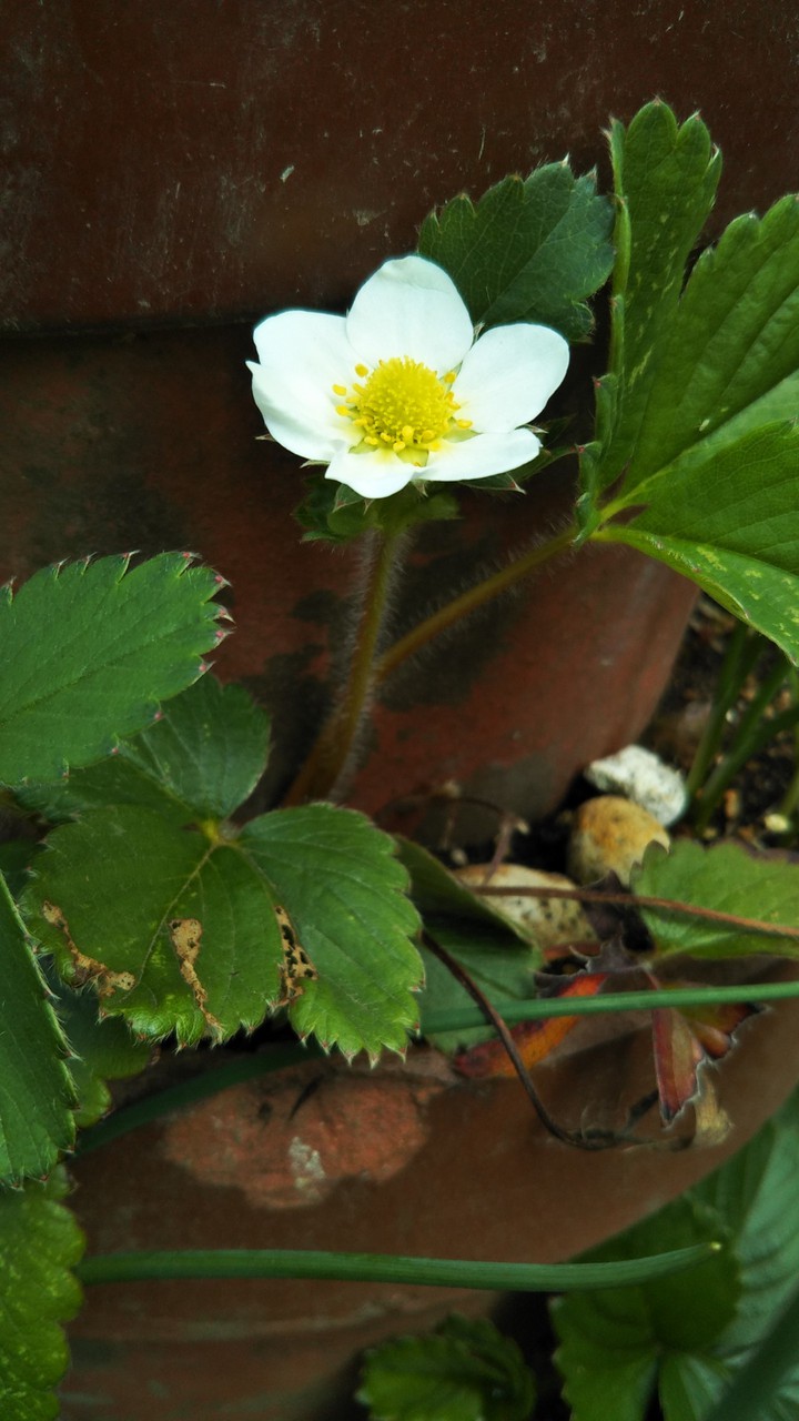 Strawberry
