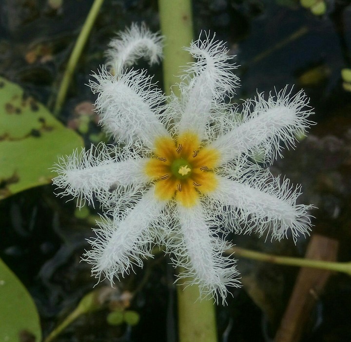 water lily