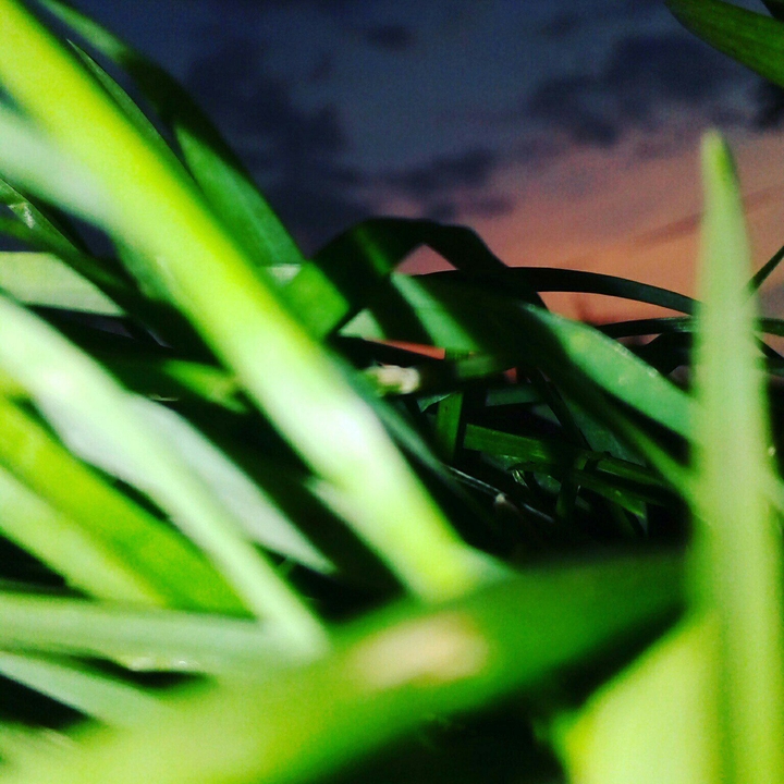 grass
