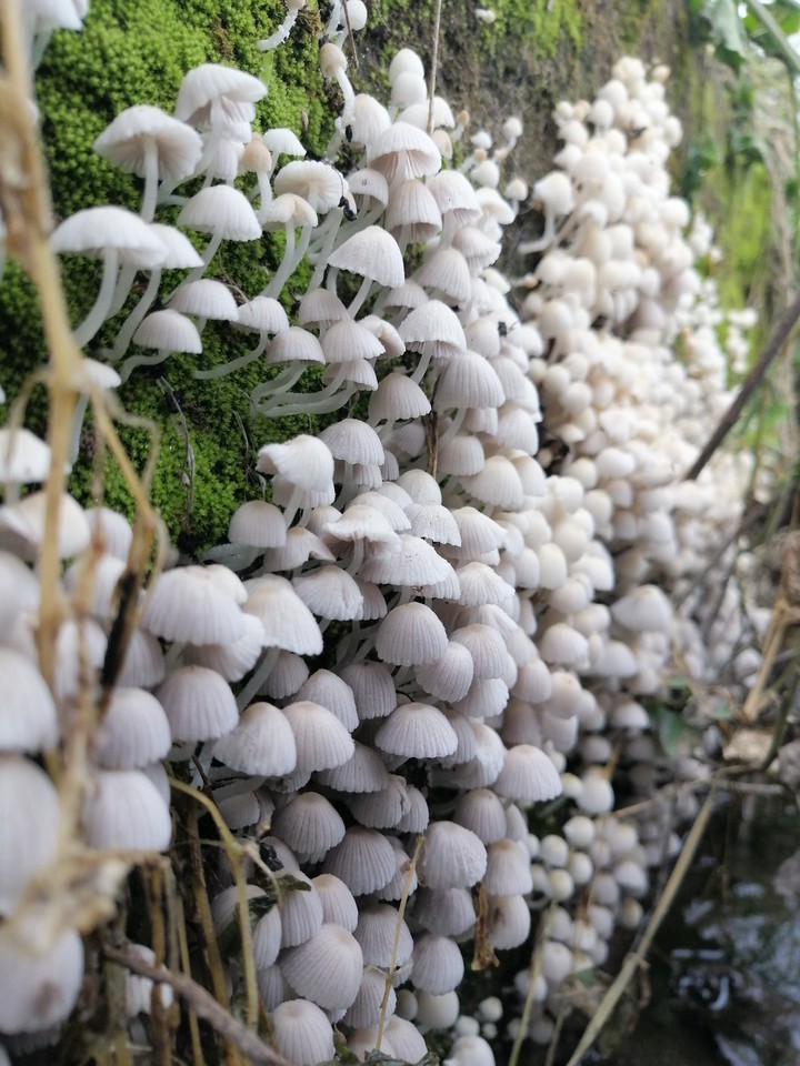 mushroom