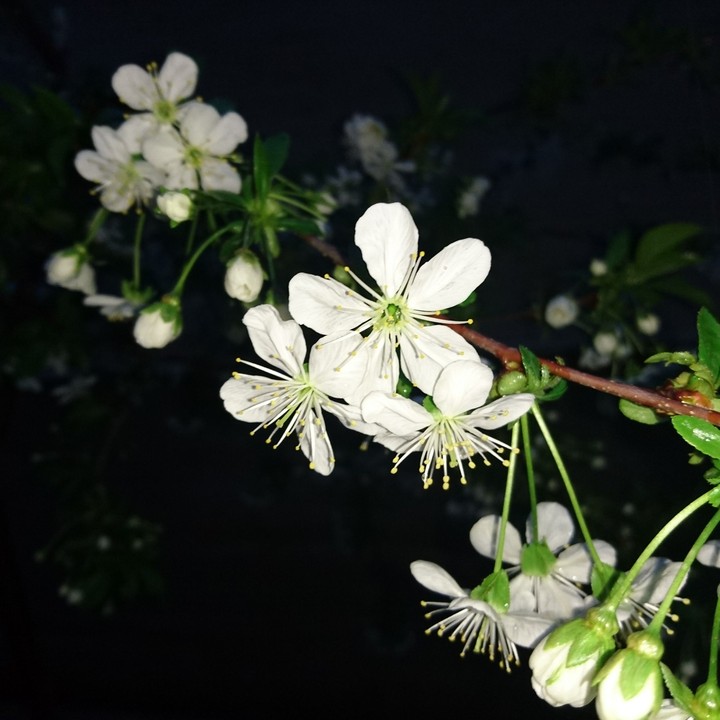 Cherry 