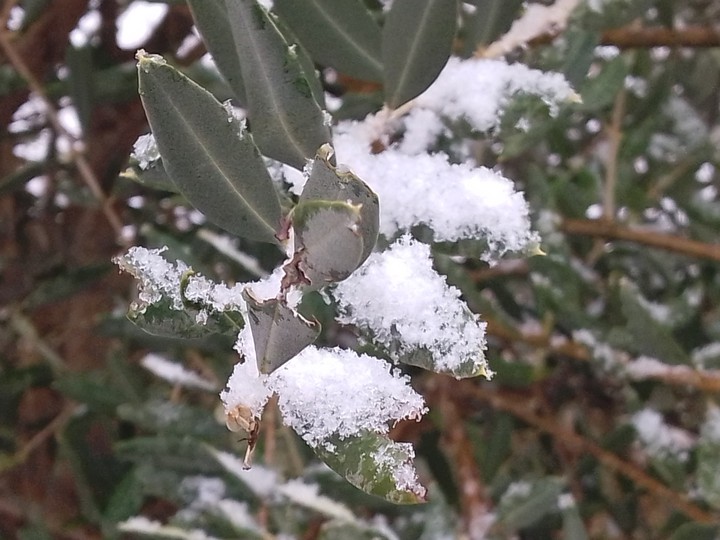 Olivier sous la neige