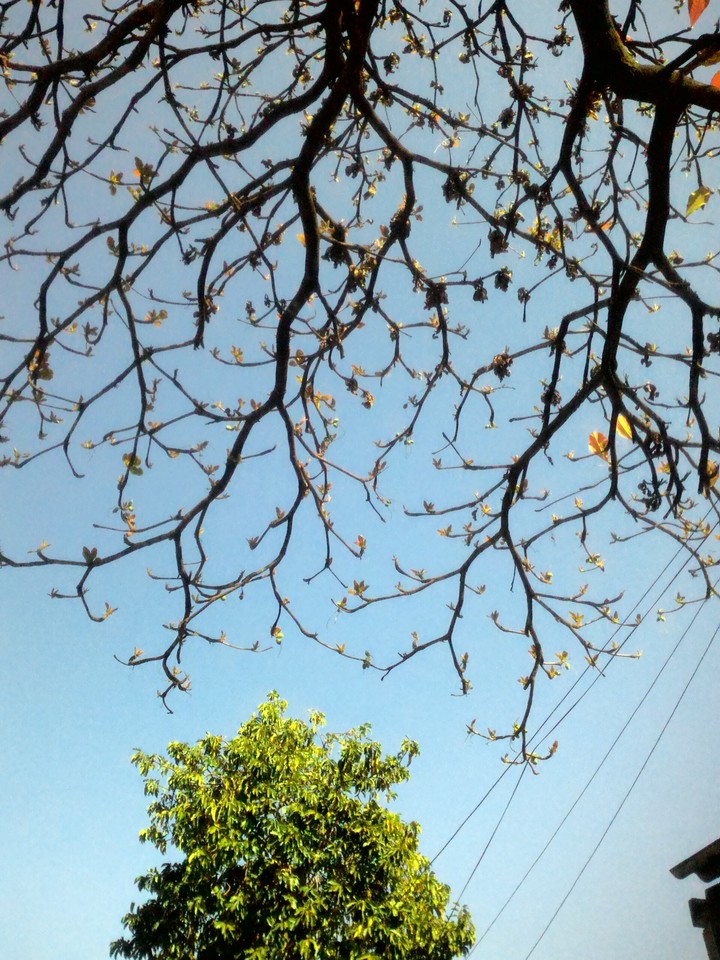 nature's