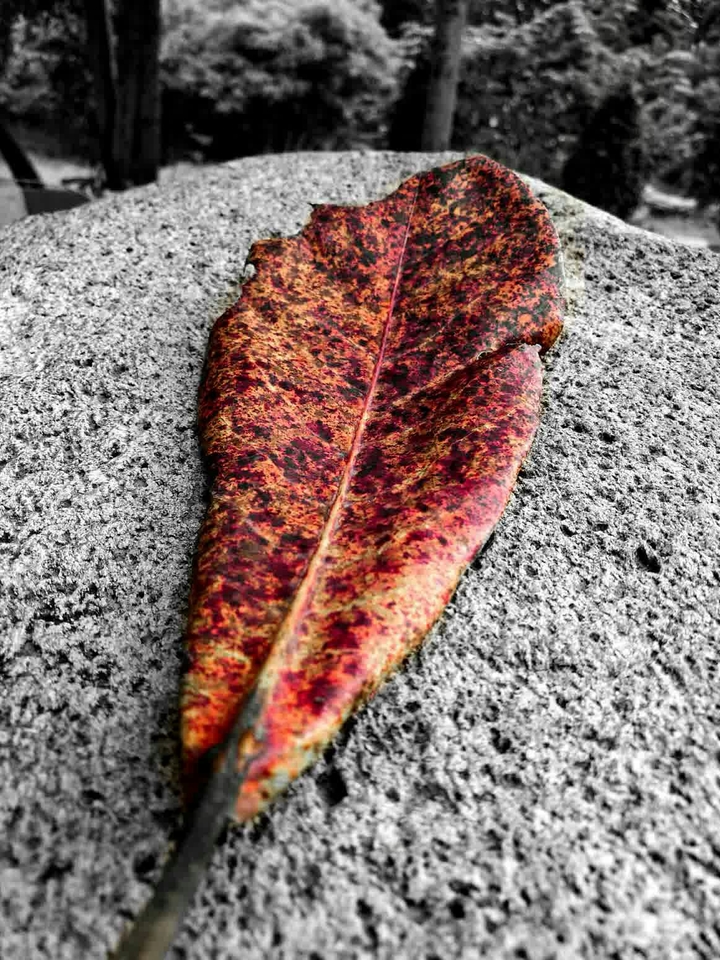 lonely autumn