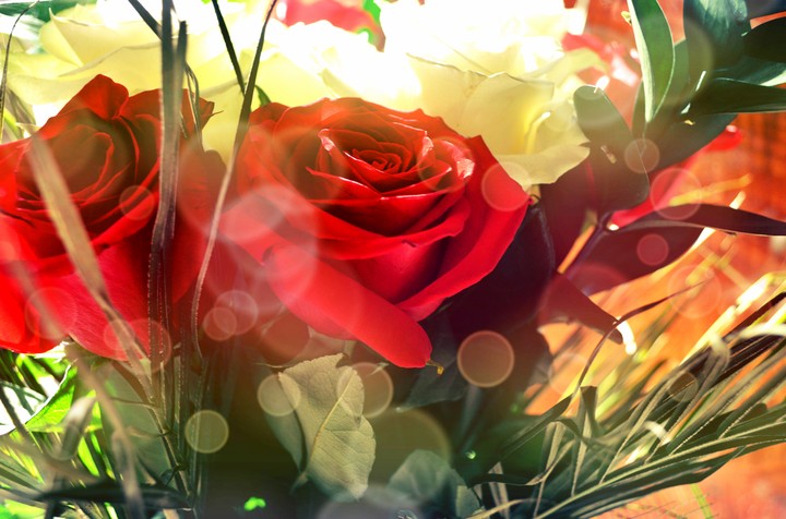 Roses