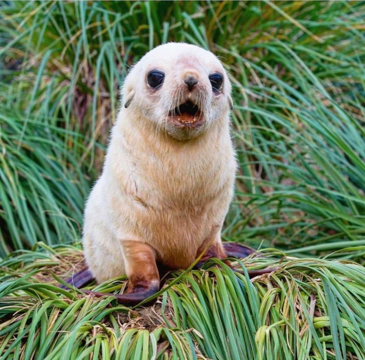 seal?