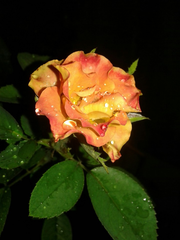 Yellow Rose