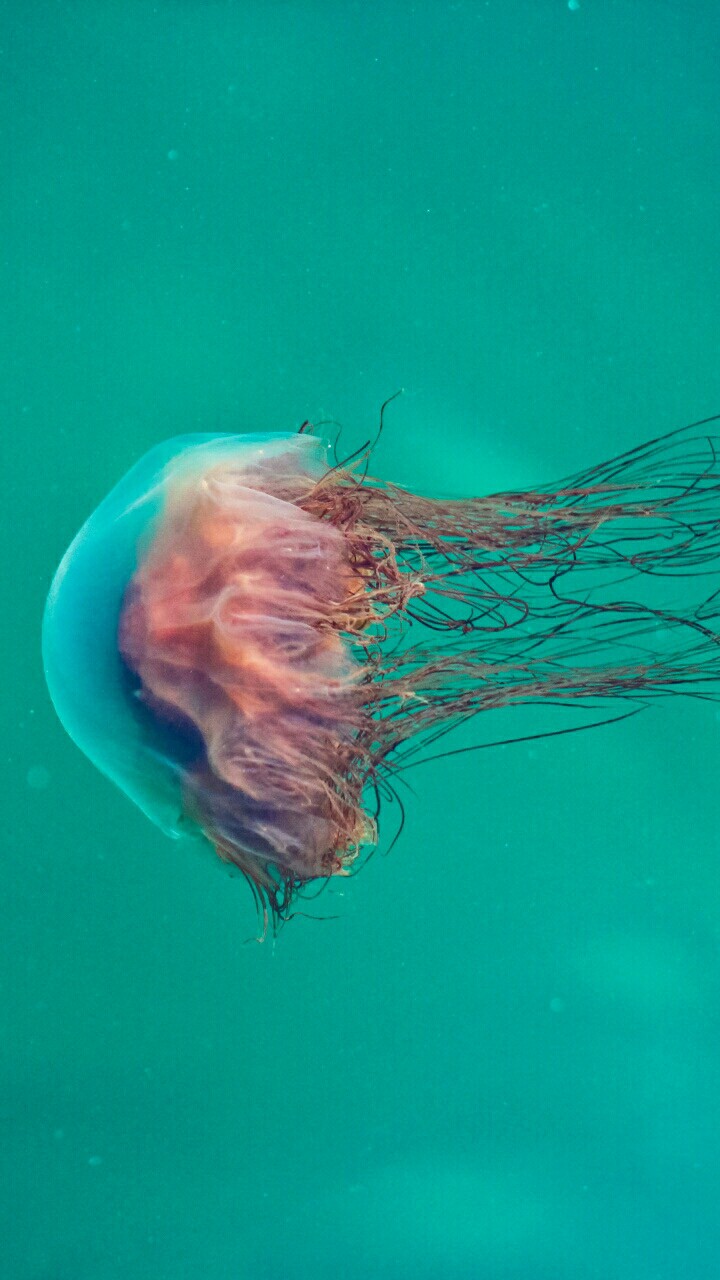 jellyfish