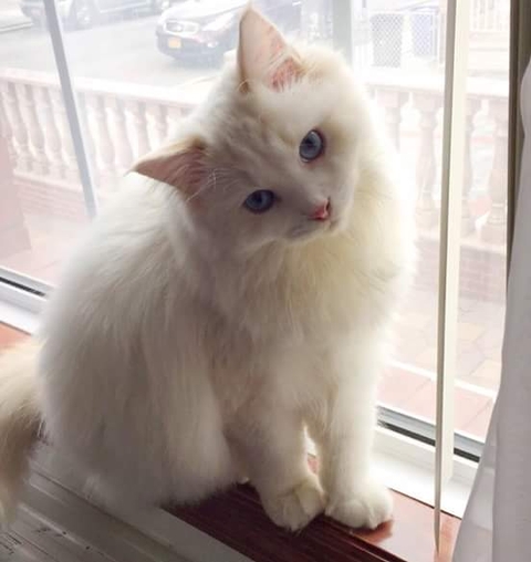 cat