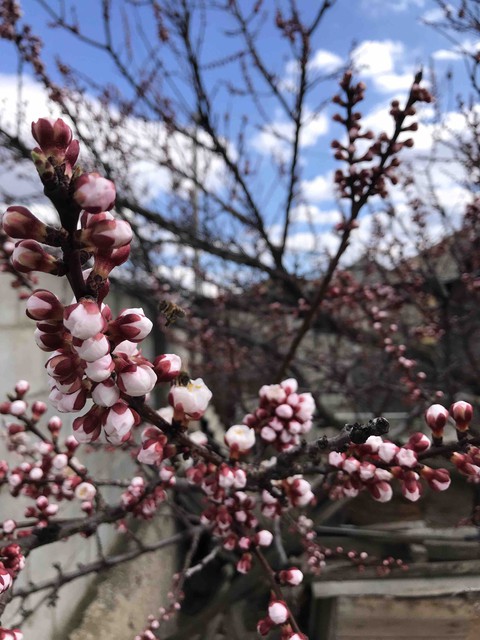 spring