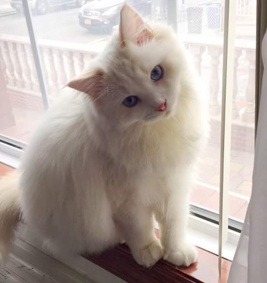 cat