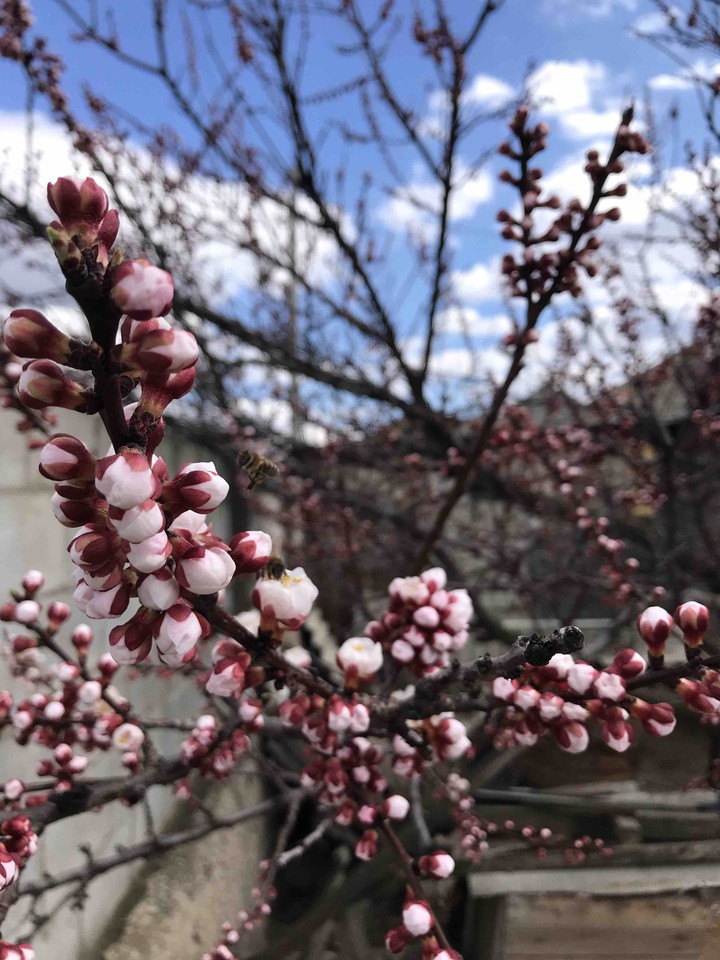 spring