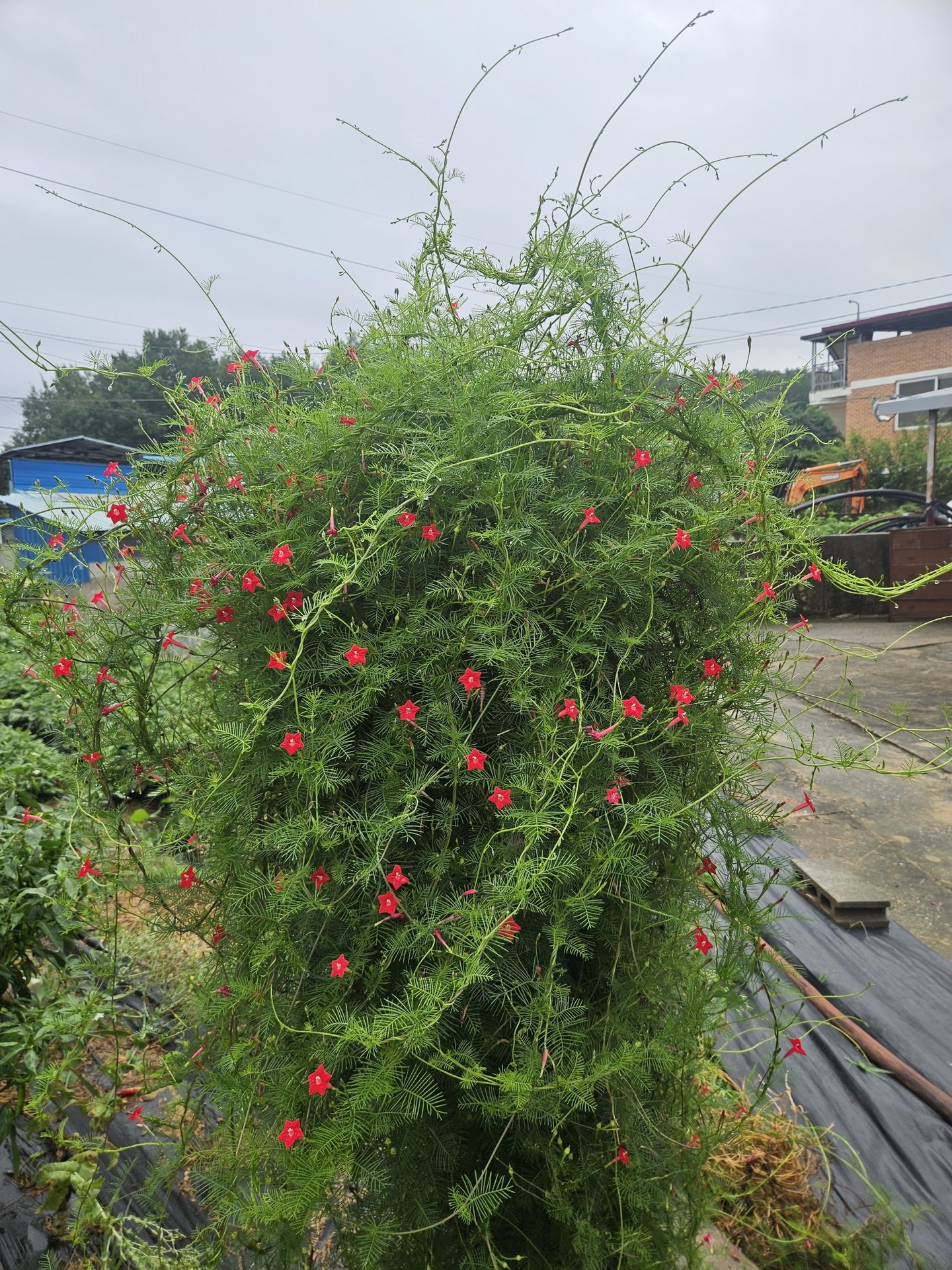 רקעים geraniums, lobelias