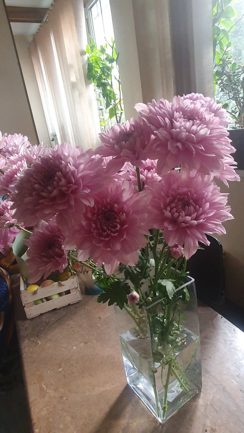 floristry, petal壁紙