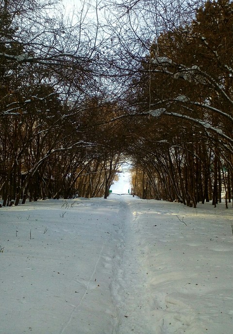 тапети snow, forest