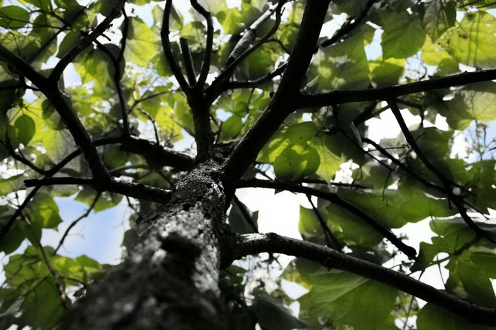 the tree