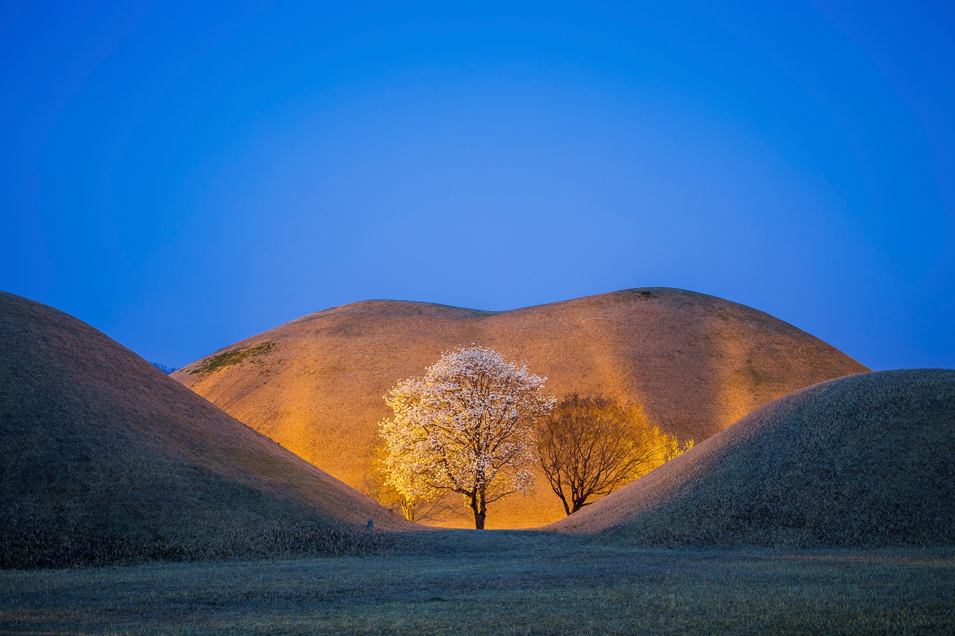 Cherry Blossom under the Hill