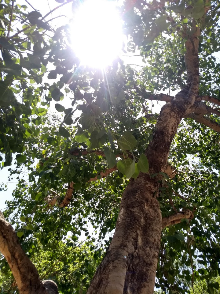 tree