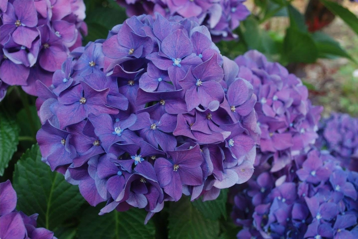 hydrangea