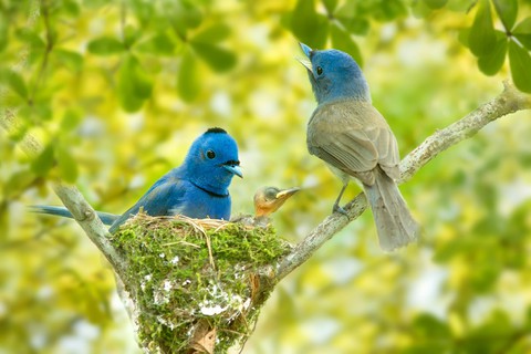 pájaros