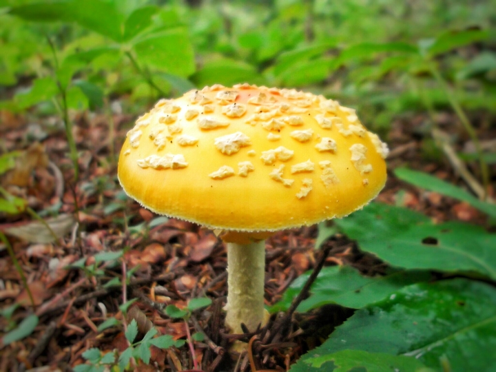 Champignon jaune
