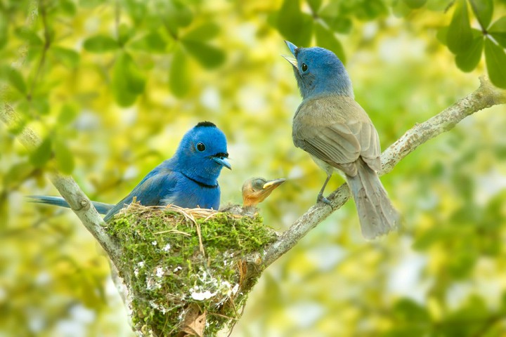 pájaros