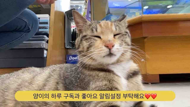 양이의하루
