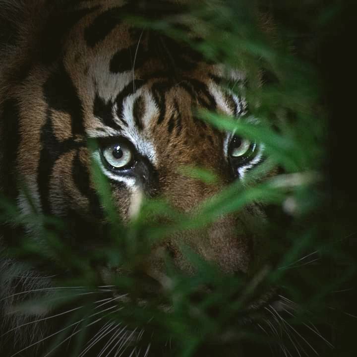 Eyes