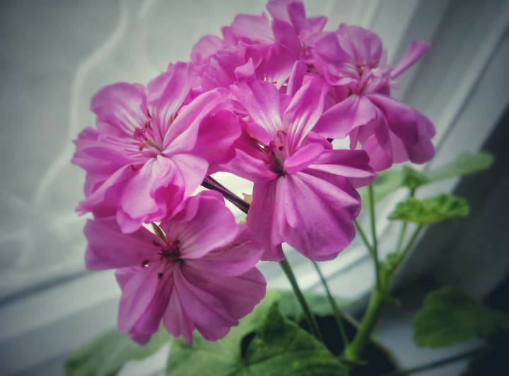 My flower