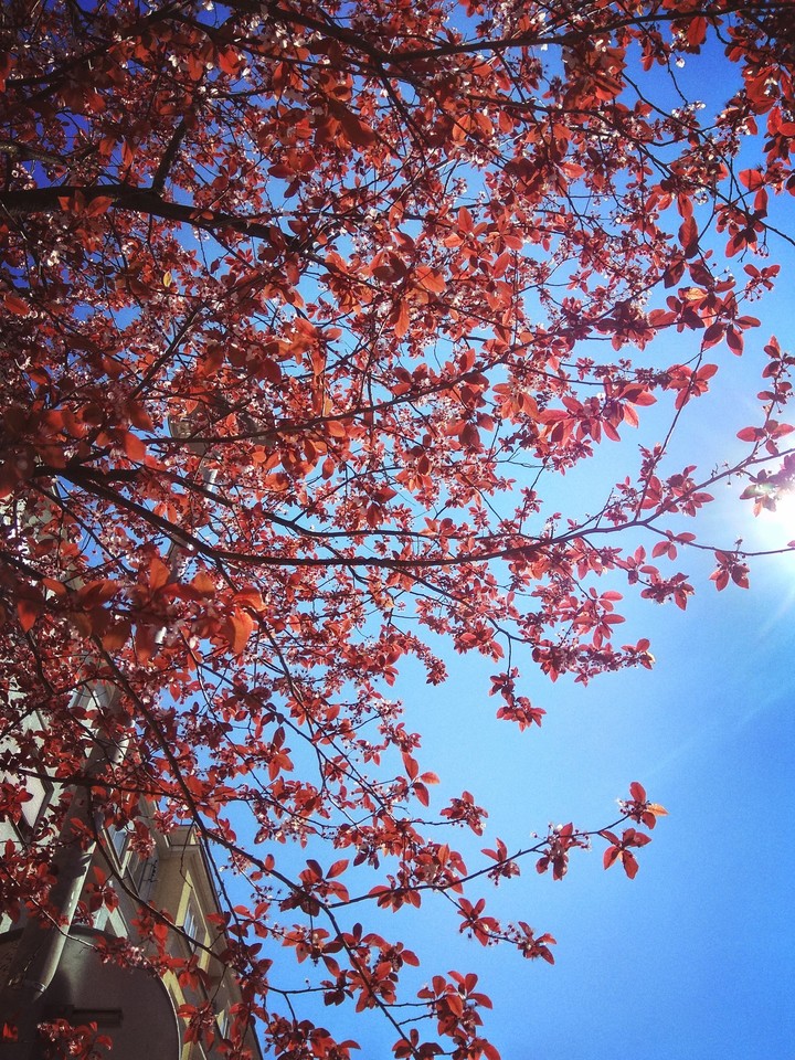Spring