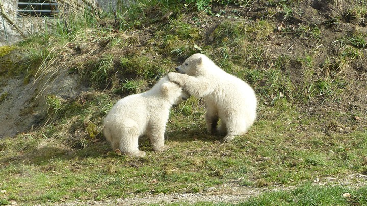 Tierpark Hellabrunn 2014