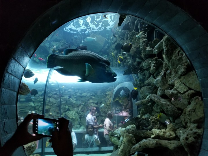 You Are 1 Big Fish...Dallas Aquarium
