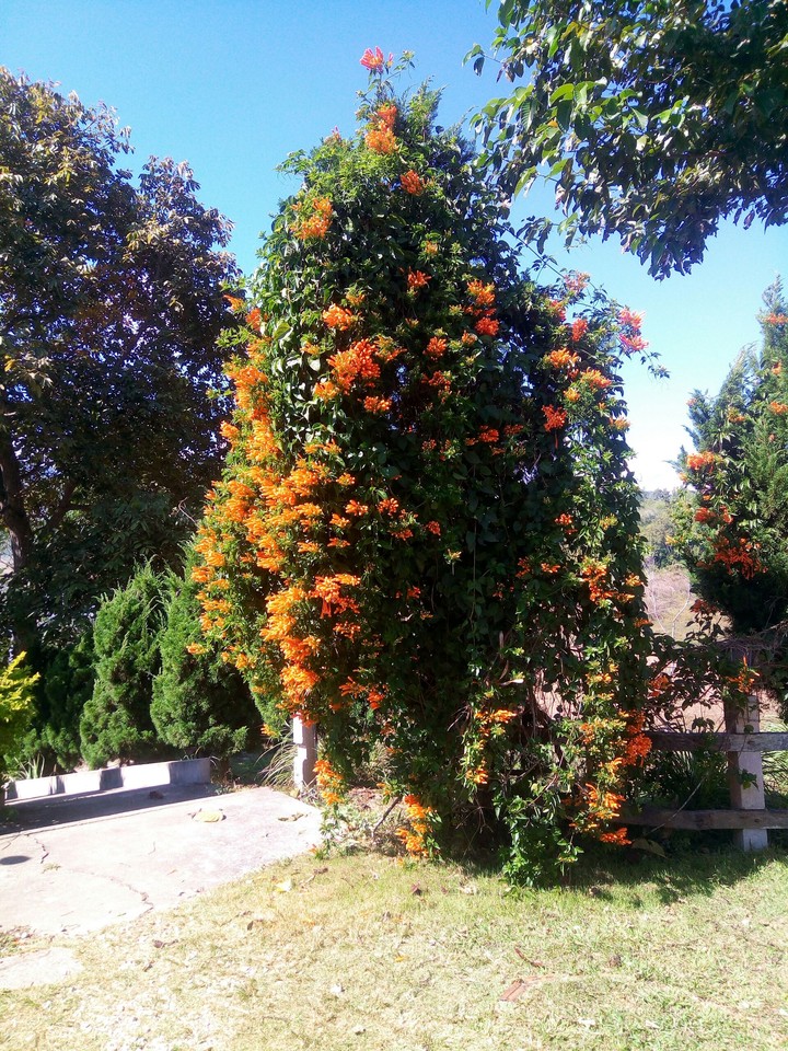 ORANGE TRUMPETS