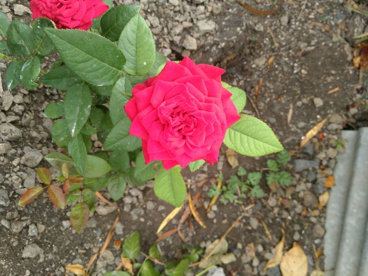 beauti rose