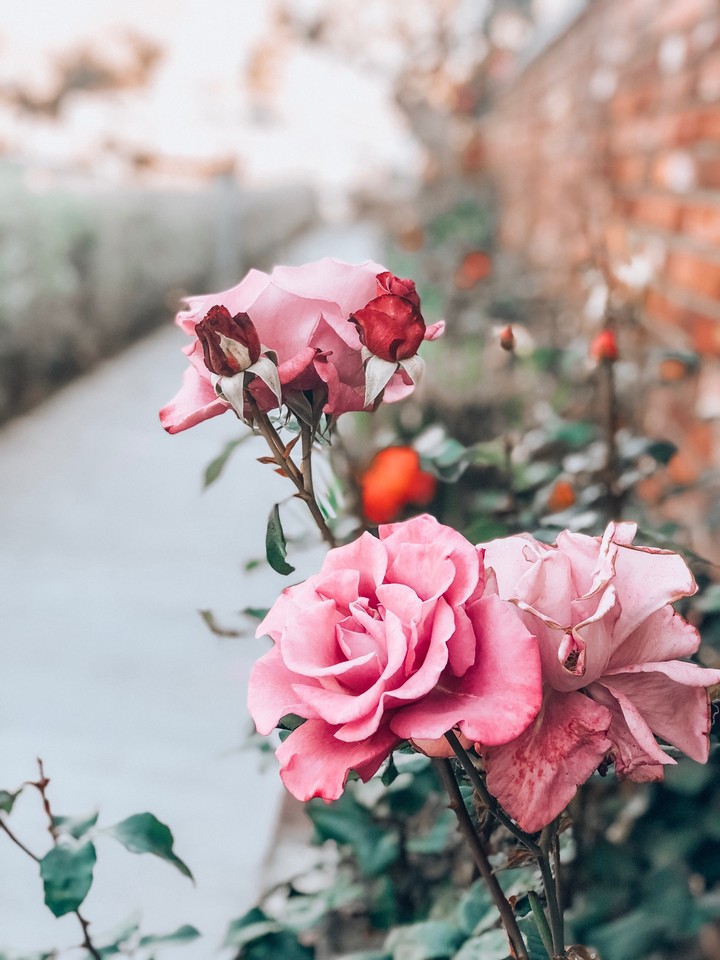 Rose
