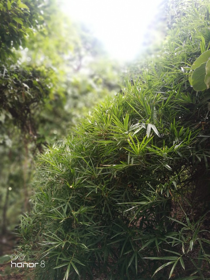 beautiful bamboo tree