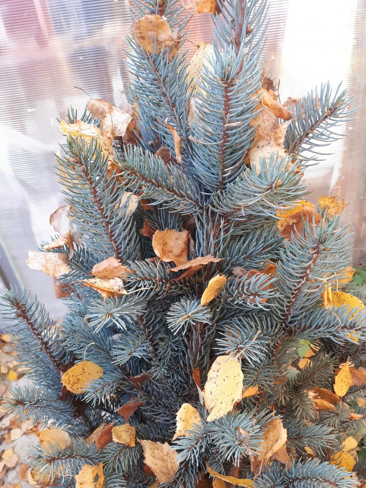 leaves on a tree