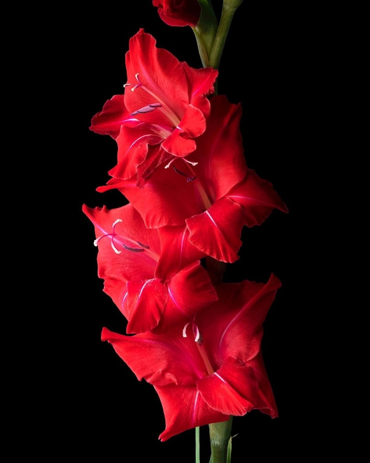 gladiola