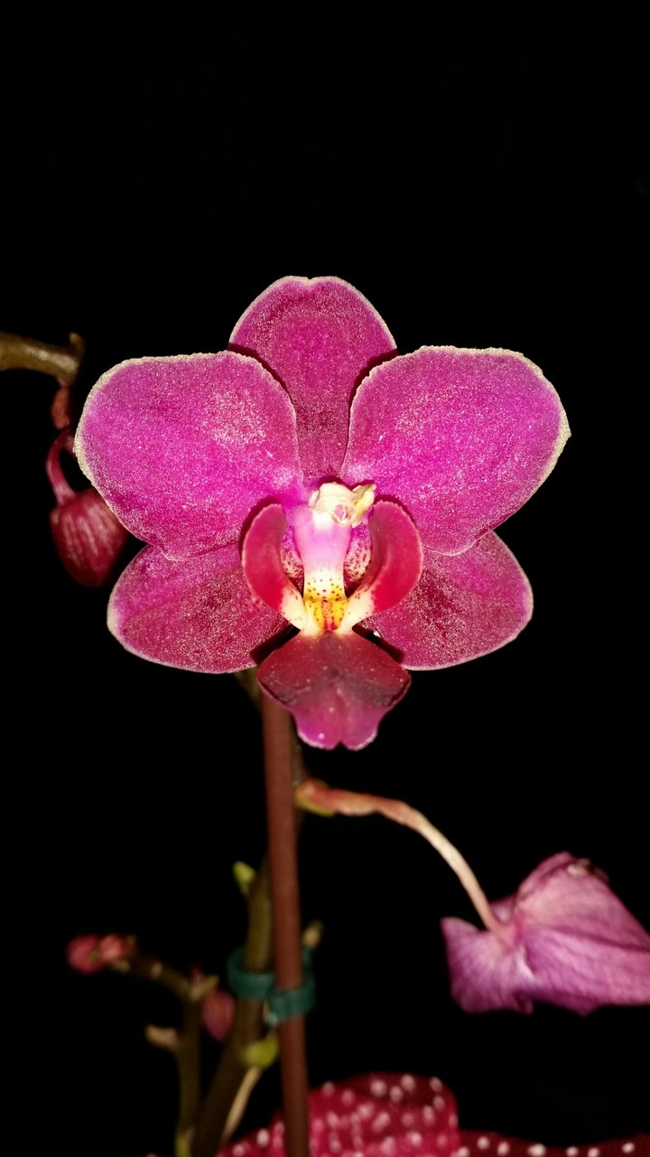 Ping Flower