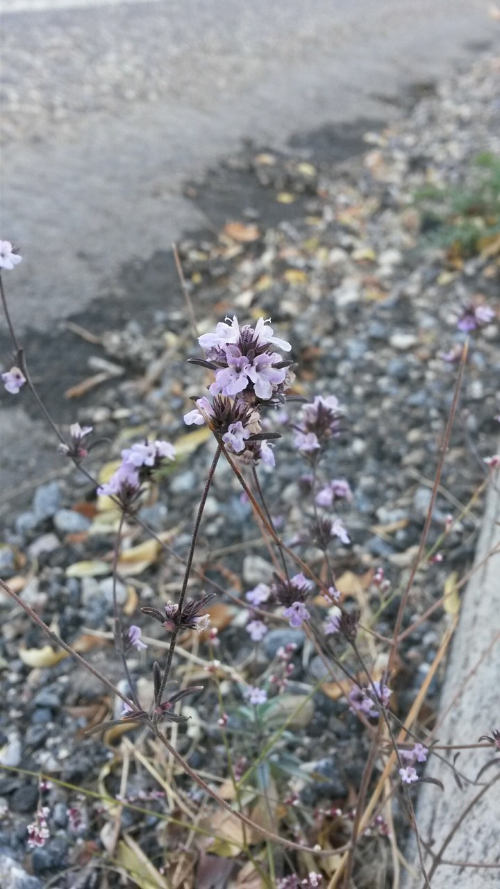 road&flower
