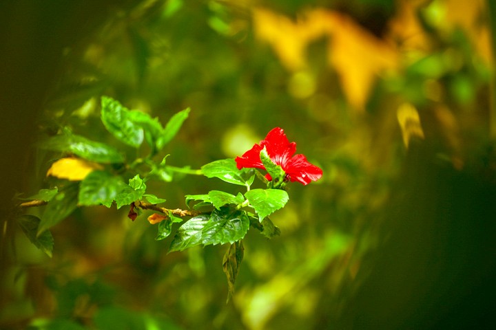 Beautiful Flower